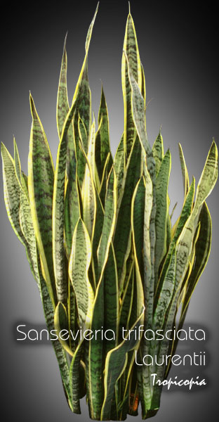 Sansevieria - Sansevieria trifasciata Laurentii - Langue de belle mère - Snake plant